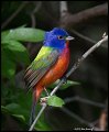 _2SB9546 painted bunting